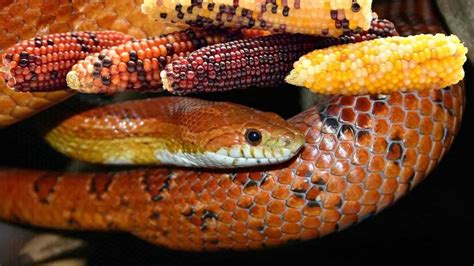 Pet Corn Snake: Species Information, Facts, and Pictures - Amado Pets