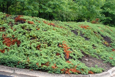 Transplanting Juniper Ground Cover - ground cover and shrubs