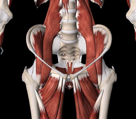 Male Pelvic Floor Anatomy