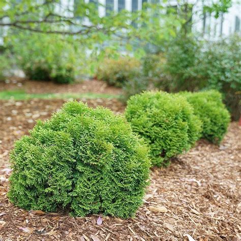 TATER TOT® Arborvitae - Proven Winners ColorChoice Flowering Shrubs