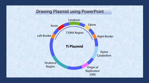 How To Draw A Plasmid Map