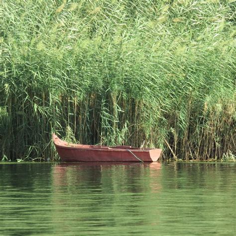 Papyrus planter, Nilen. | Nile river cruise, Nile river, Landscape