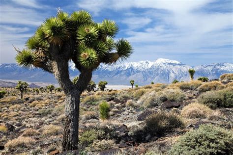 Pin on mojave life and the great southwest