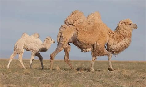 Bactrian Camel - Facts, Diet, Habitat & Pictures on Animalia.bio