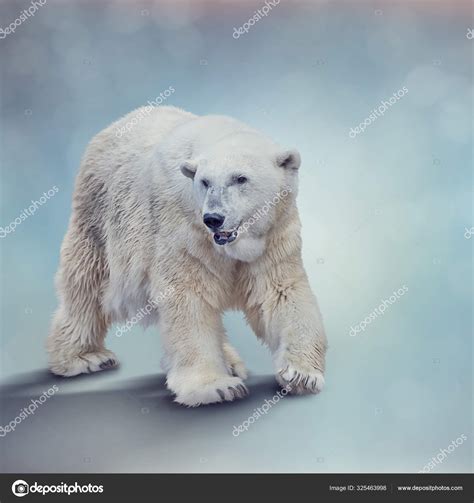 Large Polar bear walking Stock Photo by ©svetas 325463998