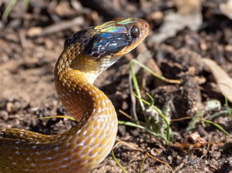 Spotted Bush Snake (Philothamnus semivariegatus) from Thabazimbi, South Africa. Harmless. : r ...