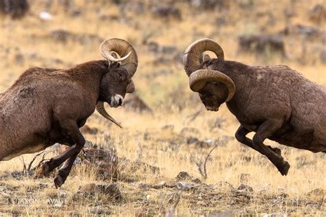 Bighorn Sheep | Jason Savage Photography