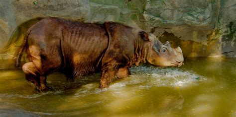 Sumatran Rhinoceros (Dicerorhinus sumatrensis) | Starmind Conservation