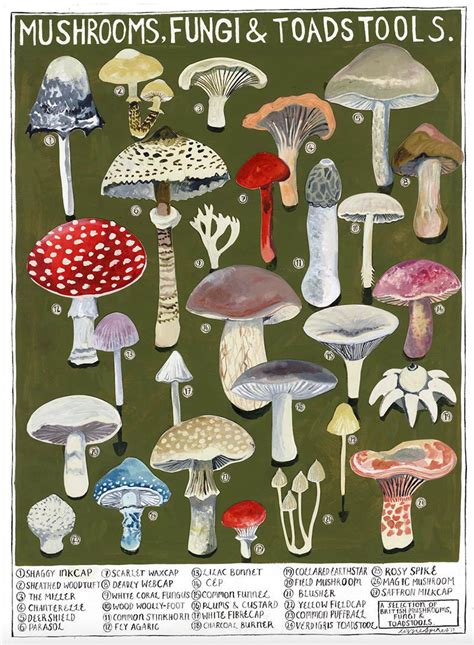 Mushrooms Poster Print | Driftwood Designs