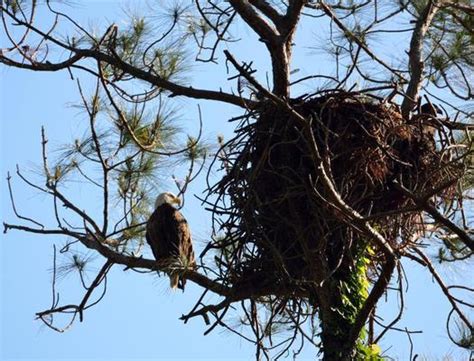 Eagle Nest Stock Photos, Images and Backgrounds for Free Download