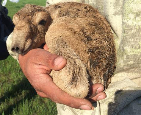 Cause of mysterious mass death of saiga antelopes uncovered | Cornell ...