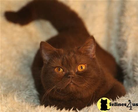 Chocolate Irbis rare colors British shorthair kittens adopt in happy h