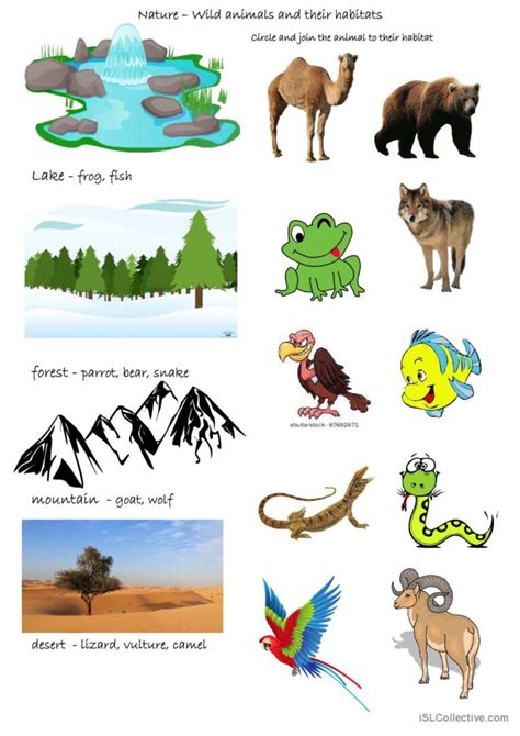 Wild animals and their habitats: English ESL worksheets pdf & doc