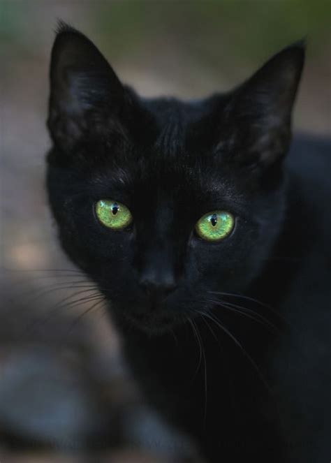 Black cat with gorgeous green eyes. | Meylina:) | Pinterest | No ...