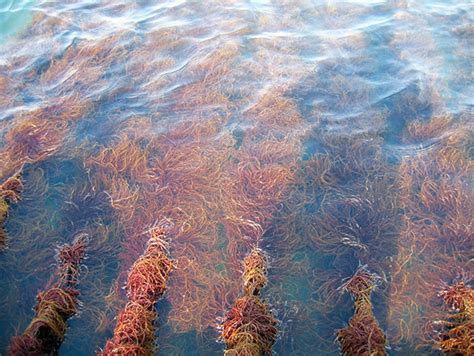 Gracilaria cultivation can provide bioremediation in Chinese mariculture - Responsible Seafood ...