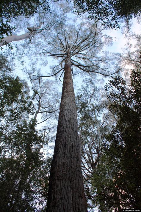 Tall Tree in Queensland - Geographic Media