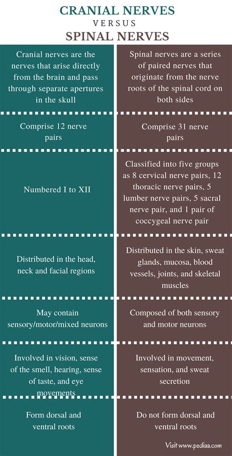 Difference Between Cranial and Spinal Nerves | Definition, Types, Function