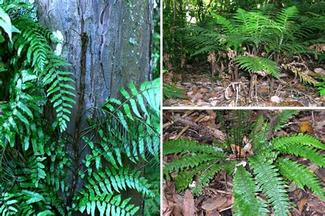 Classifying and identifying ferns — Science Learning Hub