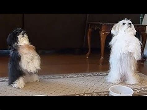 Dogs Praying Before Eating Compilation 2014 - YouTube