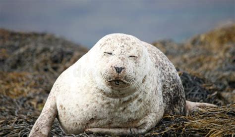 Grey Seal. stock image. Image of wild, marine, nature - 20962109