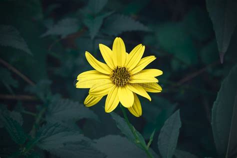 Yellow Jerusalem Artichoke Flower Against a Green Leaves. Stock Image - Image of garden, food ...