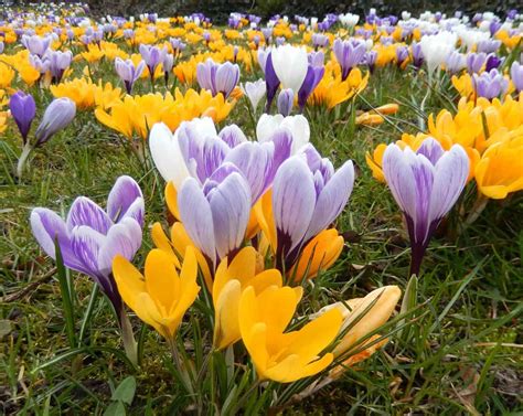 Crocus meaning and symbolism