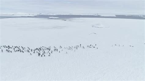 Gentoo Penguin Colony Migration Arctic Aerial View, Stock Footage ...