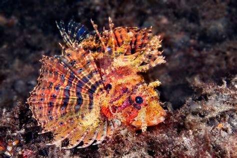 The Fascinating World of the Zebra Turkey Fish: A Closer Look at this Strikingly Beautiful ...