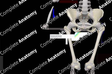 Presacral Fascia | Complete Anatomy