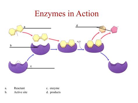 PPT - Enzymes: Biological Catalysts PowerPoint Presentation, free download - ID:5736986