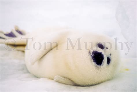 Harp Seal Pup – Tom Murphy Photography