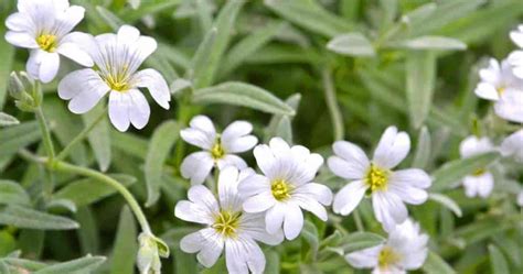 Growing Snow In Summer Plants: Caring For Cerastium Tomentosum