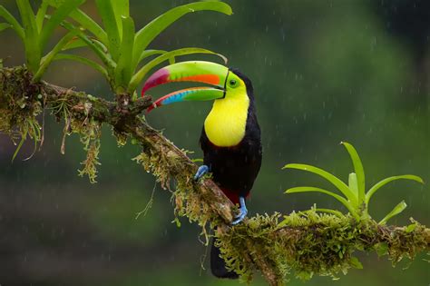 Fond d'écran : des oiseaux, animaux, la nature, branche, vert, faune ...