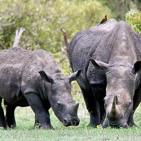 SIDE BY SIDE - MOTHER & BABY - White Rhinoceros - Ceratotherium sumum -WIT RENOSTER | White ...