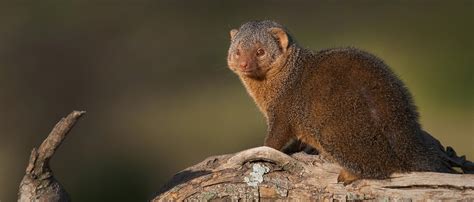 Mongoose | African Wildlife Foundation