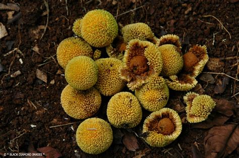 Neolamarckia Cadamba - Burrflower Tree,Leichhardt Pine | Flickr