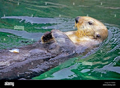 Sea Otter swimming on its back, relaxied Stock Photo: 91953517 - Alamy