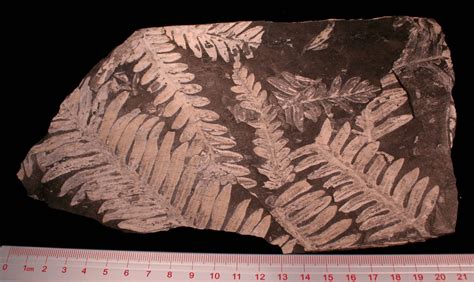 Louisville Fossils and Beyond: Carboniferous Plant Fossils