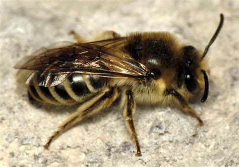 unknown possibly Colletid bee - Colletes inaequalis - BugGuide.Net