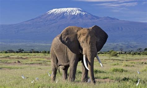 Things to remember when visiting Amboseli national park | Kenya Safaris