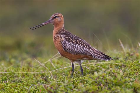 Bar-tailed godwit (Limosa lapponica)