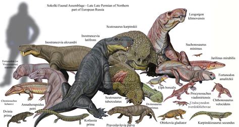 Sokolki Faunal Assemblage | Prehistoric animals, Extinct animals, Prehistoric wildlife