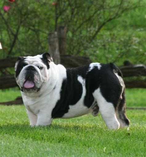 Can English Bulldog Be Black