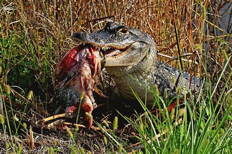 Alligator Eating A Fish Photograph by Ira Runyan - Pixels