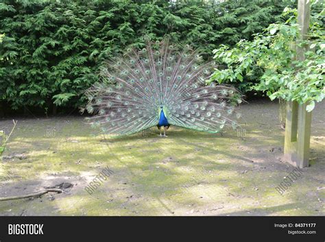 Peacock Peahen Mating Image & Photo (Free Trial) | Bigstock