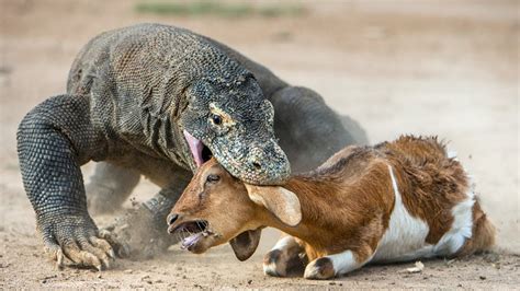 Wild Animal Fight Dragon De Komodo And Eagle Attacks - YouTube