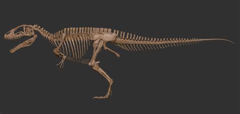 Vitamin Imagination - Carcharodontosaurus skeleton