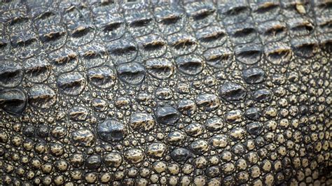 Wallpaper : animal, reptile, crocodile, skin, scale 1920x1080 - joolipooli - 1212382 - HD ...