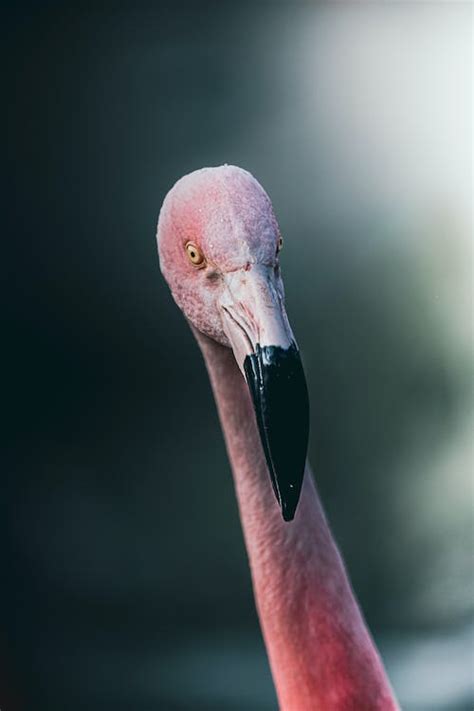 Close-Up of a Flamingo · Free Stock Photo