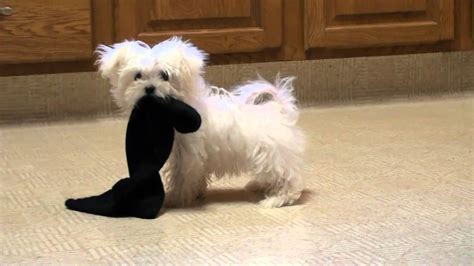 My Dog Ate a Sock! What To Do Now? | Dogs, Cats, Pets